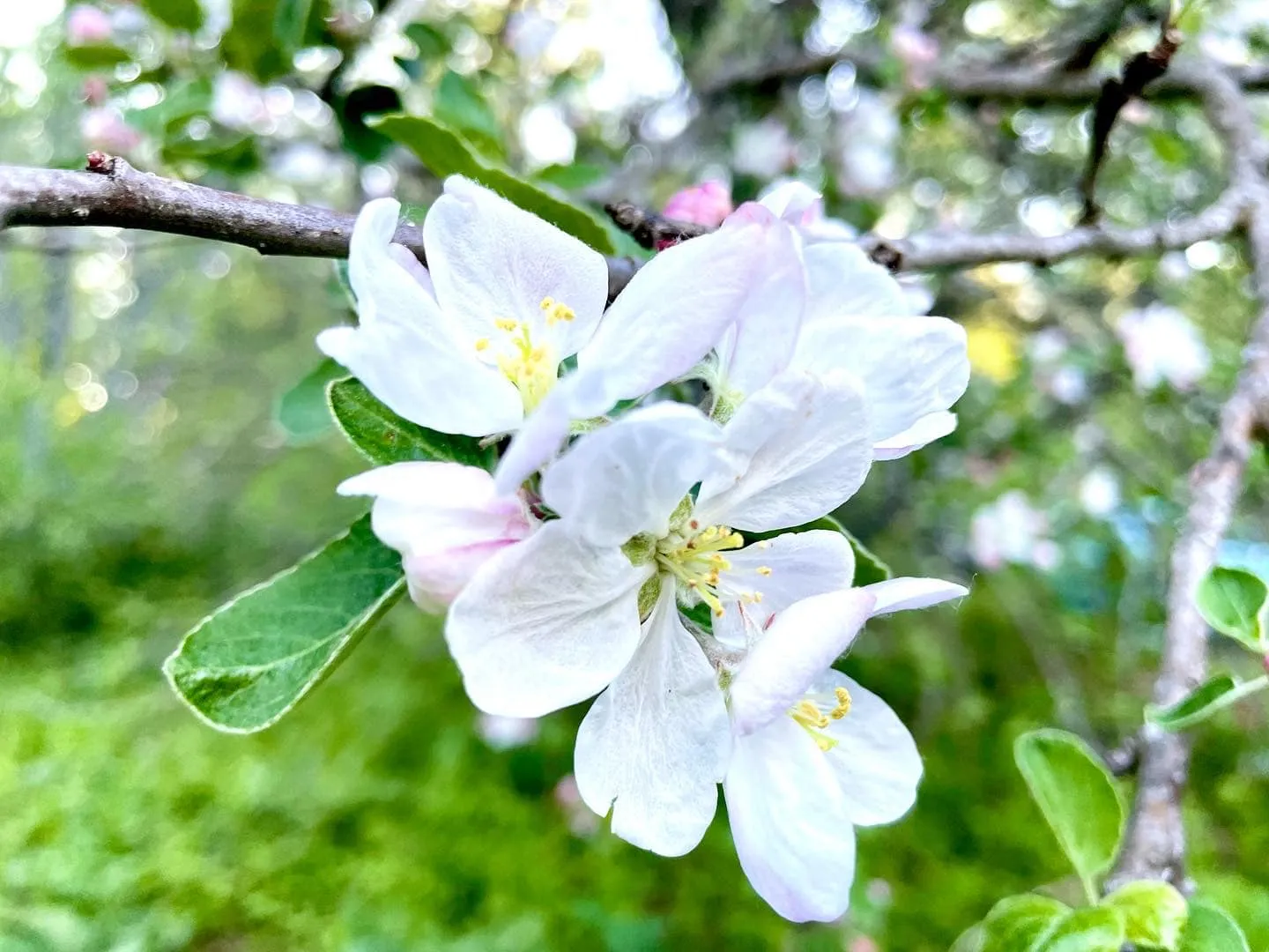 Dee Carr — Bell Tent Orchard Creator's Collective
